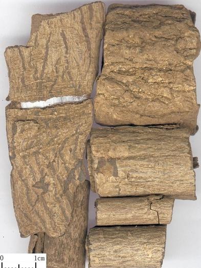 Cortex Eucommiae slices eucommia bark duzhong Eucommia ulmoides